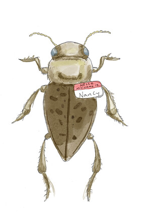 Wheeler named the beetle he discovered Zimpherus nancae, after SUNY Chancellor Nancy Zimpher.